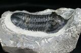 Bargain Morocconites Malladoides Trilobite #4101-2